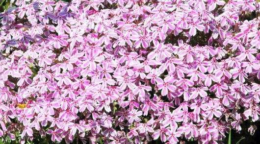 A dense cluster of pink and white stripe phlox flowers in full bloom, covering the entire image. Perfect for planting Phlox 'Pink and White Stripe' 6" Pot to add vibrant color to your garden.