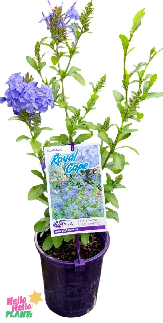 A vibrant purple 6" pot houses the Plumbago 'Royal Cape' plant with lush green leaves and blue flower clusters, accompanied by a label with images and text.