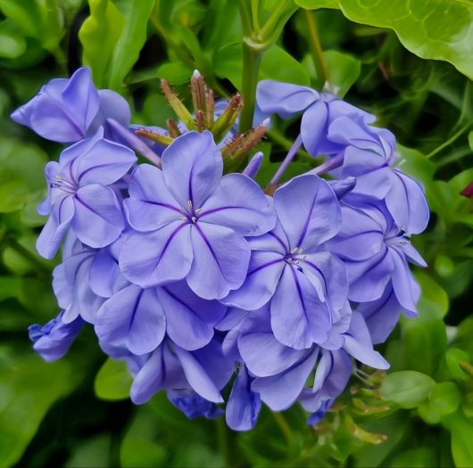 A vibrant cluster of Plumbago 'Royal Cape' flowers flourishes against lush green leaves in a charming 6" pot.