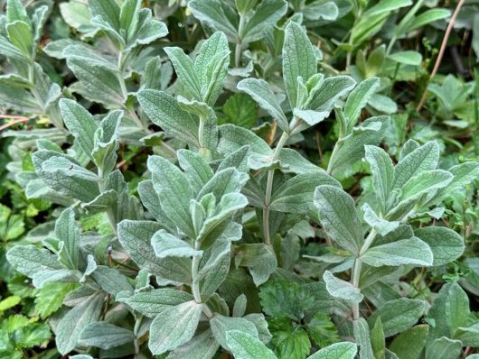 A close-up of Salvia Mirage™ 'Soft Pink' plants in a 6" pot showcases their textured green leaves nestled in a garden, creating a serene scene.