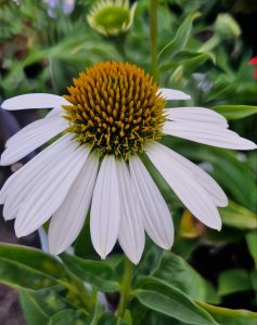 A close-up of an Echinacea 'Sombrero® Blanco' Coneflower in a 6" pot highlights its prominent spiky orange-brown center amidst lush green foliage.