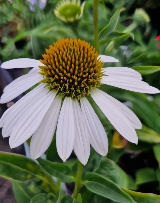 A close-up of an Echinacea 'Sombrero® Blanco' Coneflower in a 6" pot highlights its prominent spiky orange-brown center amidst lush green foliage.