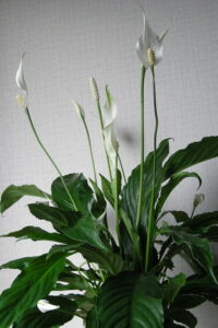 Spathiphyllum 'Sweet Silvana' Peace Lily 8'' Pot - Hello Hello Plants ...