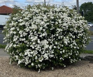 A dense, rounded shrub covered in numerous small white flowers, situated next to a road with houses and power lines visible in the background. The Convolvulus 'Prime White' 6" Pot perfectly complements this serene suburban scene.