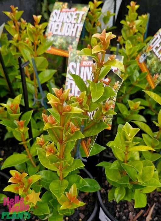 Close-up of several Syzygium 'Sunset Delight' Lilly Pilly plants with small, pointed leaves in a 6" pot. Tags are visible among the vibrant green foliage.