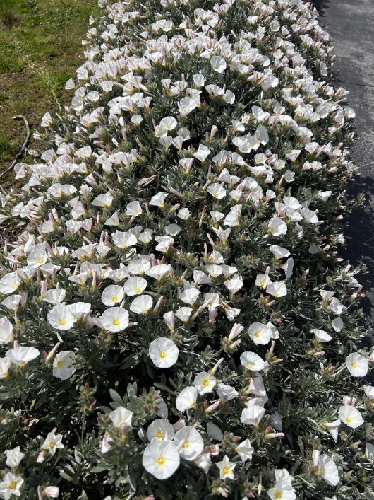 A dense cluster of Prime White flowers with yellow centers blooms on the green leafy Convolvulus 'Prime White' shrubbery, ideally planted in a 6" pot along a path.