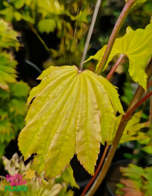 A close-up of the vibrant yellow-green Acer 'Golden Full Moon Maple' leaf in a 13" pot, with serrated edges lined with tiny water droplets, set against lush foliage.