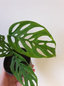 Monstera adansonii 'Swiss Cheese Plant' - Hello Hello Plants