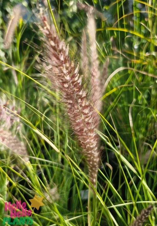 Close-up of tall Pennisetum setaceum 'Green Fountain Grass' in an 8" pot, featuring fluffy seed heads and green stems against a blurred background. Text in the corner reads "Hello Hank".