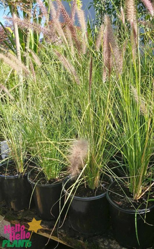 Potted ornamental grasses, such as Pennisetum setaceum 'Green Fountain Grass,' with feathery plumes are beautifully arranged in rows, each displayed in an 8" pot.