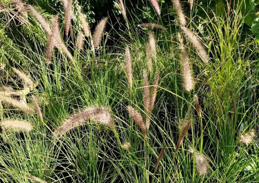 The Pennisetum setaceum 'Green Fountain Grass' in an 8" pot displays tall ornamental grasses with feathery plumes perfect for a lush garden setting.