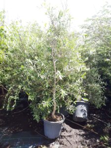 An Olea europaea 'Common Olive' tree in a 12" pot, featuring dense green foliage, is placed outdoors on soil and surrounded by similar trees.