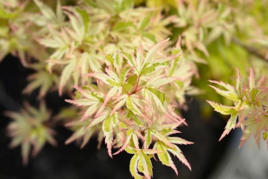 Close-up of Acer 'Butterfly' Japanese Maple leaves, showcasing green and pinkish-white tones that resemble delicate butterfly wings.