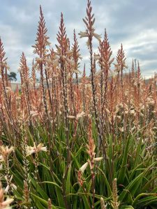 A dense field of Aloe Vera plants with tall, thin stalks topped with small, light pink flowers against a cloudy sky backdrop, reminiscent of the delicate blossoms of Loropetalum 'Bobz White' 7" Pot.