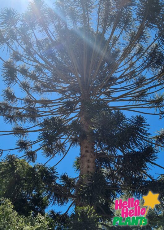 Araucaria ‘Bunya Pine’