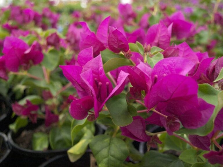 Bougainvillea bambino 'Maudi' 8