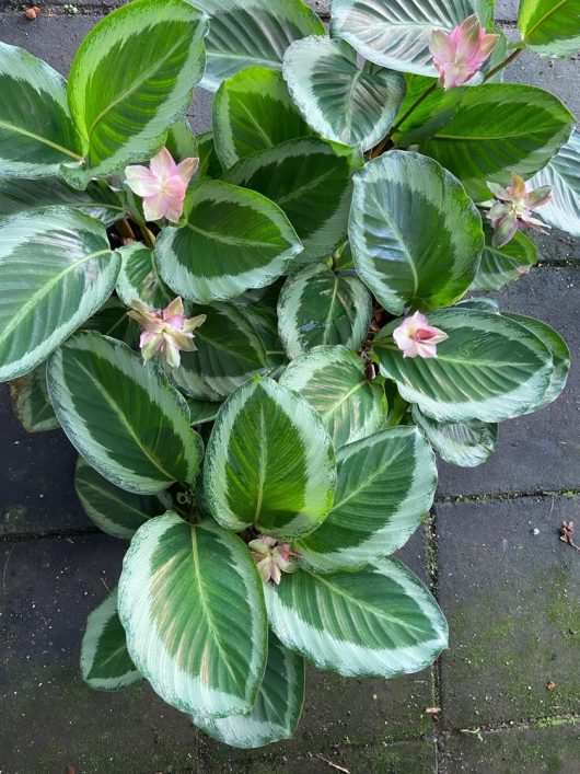 A group of Calathea 'Bicajoux Pink' displays broad green leaves with lighter edges and delicate pink flowers, thriving on stone pavement.