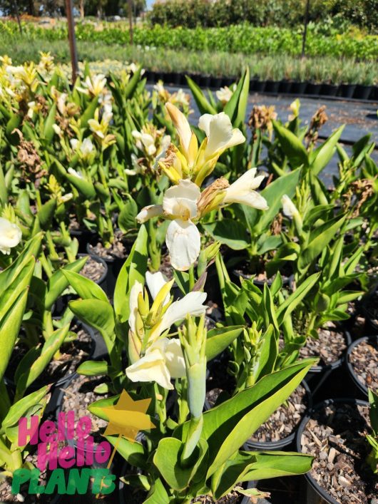 Pale yellow flowers with elongated petals, known as Canna Lily 'Dwarf Tropical Cream', grace the nursery in 8" pots, basking under the warm sunlight.