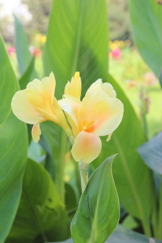 The Canna Lily 'Dwarf Tropical Cream' in an 8" pot showcases beautiful yellow blooms with elongated petals, standing elegantly among lush green leaves, creating a charming garden ambiance.