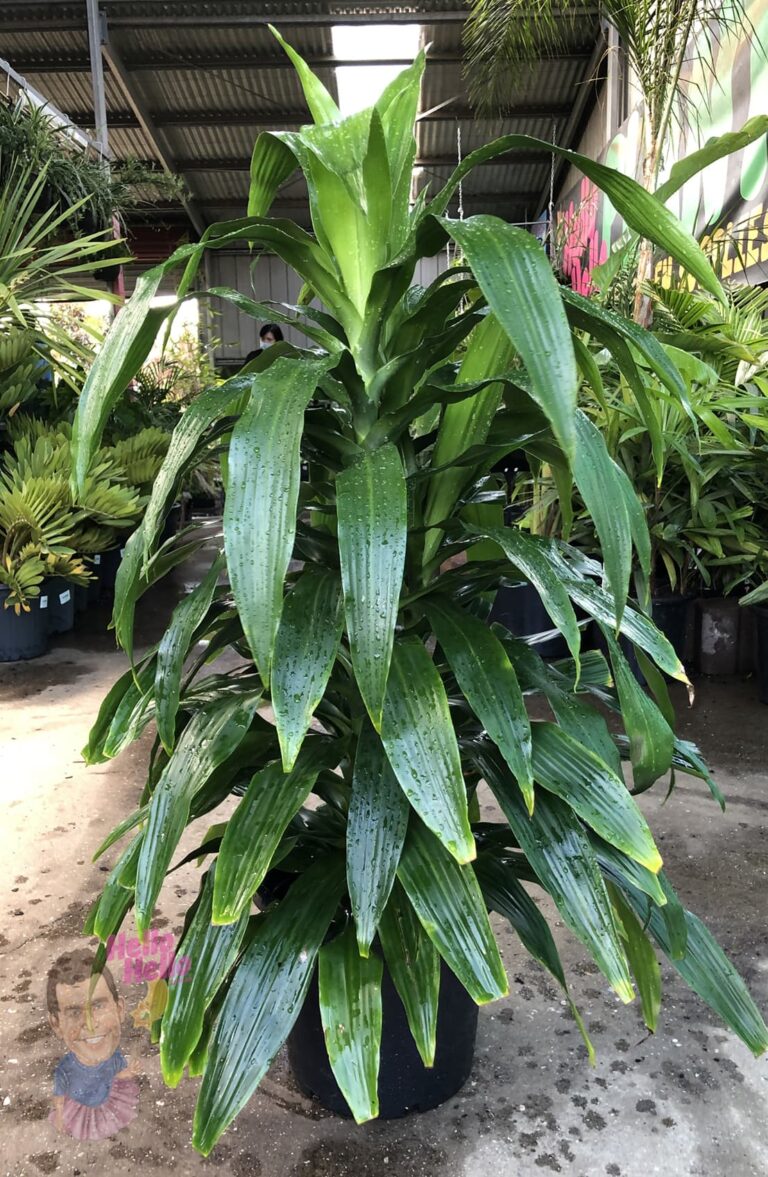 Best Soil For Dracaena Janet Craig - Dracaena Janet Craig Toxic