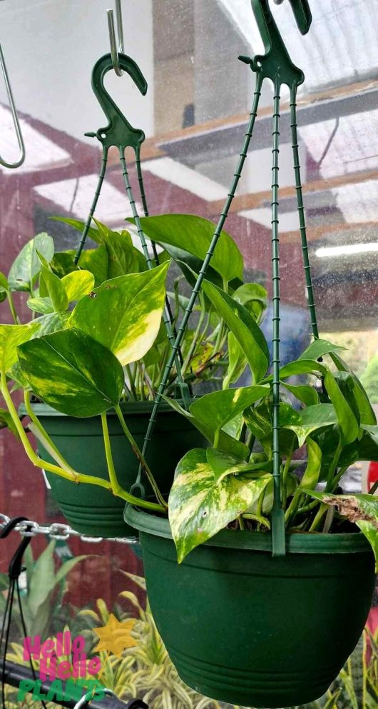 Two Epipremnum 'Devil's Ivy' 10" hanging baskets, with lush green foliage, are suspended indoors near windows.