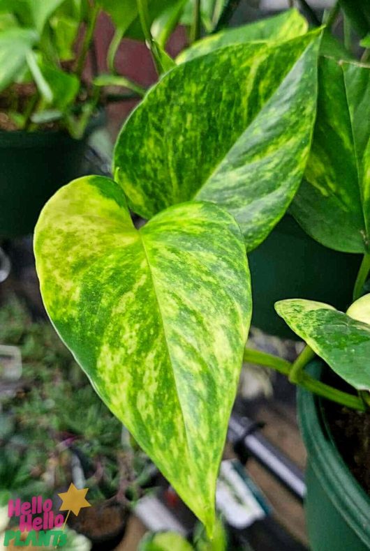 Close-up of a green and yellow variegated leaf from the Epipremnum 'Devil's Ivy' in a 10" pot hanging basket.