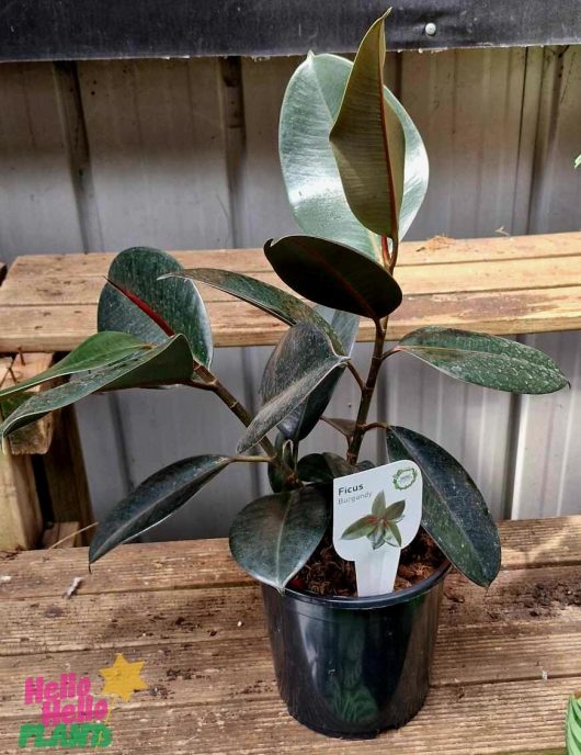 A Ficus 'Burgundy' Rubber Fig in a 7" pot, showcasing its glossy dark green leaves, is elegantly displayed on a wooden surface.