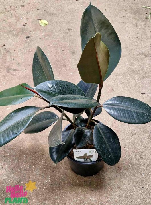 A Ficus 'Burgundy' Rubber Fig in a 7" pot, featuring dark green, glossy leaves, sits elegantly on a concrete surface.