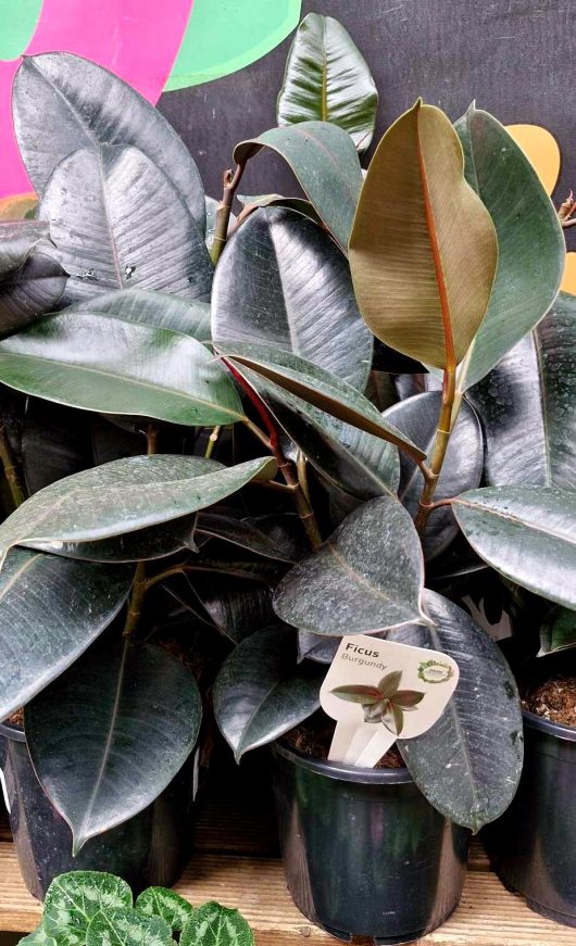 Ficus 'Burgundy' Rubber Fig plants with dark green leaves sit elegantly on a shelf, each housed in a stylish 7" pot.