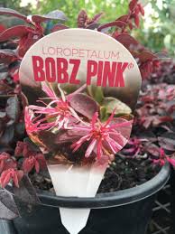 Loropetalum 'Bobz Pink' 6