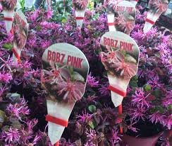 Loropetalum 'Bobz Pink' - Hello Hello Plants