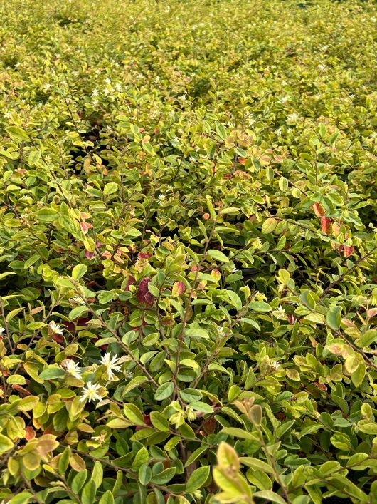 A densely packed area of green shrubs with small white flowers scattered among the foliage, such as the Loropetalum 'Bobz White' 7" Pot.