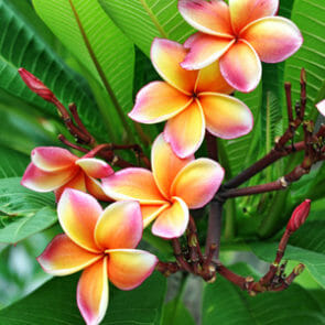 Plumeria 'Common White' Frangipani - Hello Hello Plants & Garden Supplies