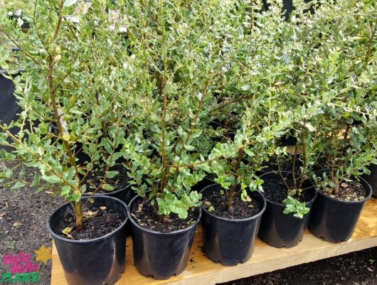 Rows of potted plants with green foliage are displayed on a wooden outdoor surface, featuring a charming Quercus 'Holly Oak' in an 8" pot.