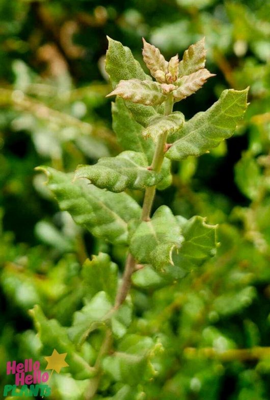 A close-up of green leaves on a Quercus 'Holly Oak' stem in an 8" pot showcases new growth at the tip, with a blurred background adding depth and highlighting the vibrant foliage.