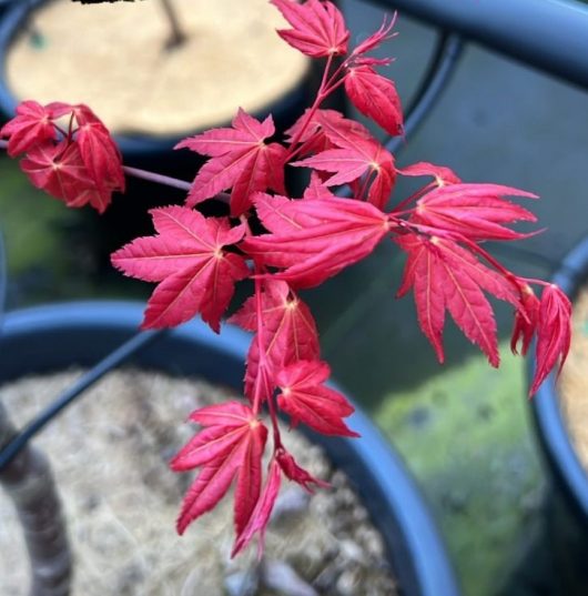 Acer palmatum 'Shindeshojo' Japanese Maple Tree with bright red leaves in a pot.