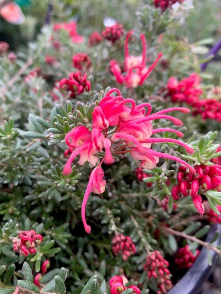 Grevillea 'Winter Delight' 6