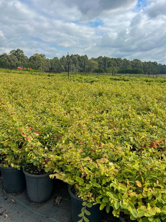 Rows of potted Loropetalum 'Bobz White' 7" Pot in a large outdoor nursery, with a forest and cloudy sky in the background.