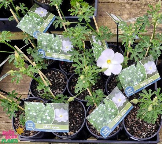 Several pots of Alyogyne 'White Gem' Native Hibiscus, featuring green foliage and white flowers, are labeled and displayed in 6" pots on a wooden surface.