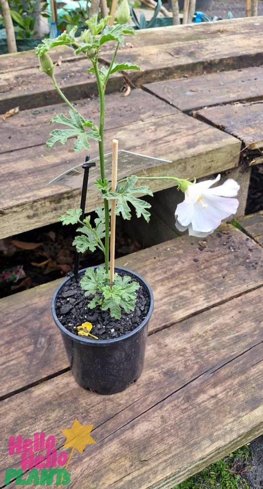 A potted Alyogyne 'White Gem' Native Hibiscus with a tall stem and a single large white flower, supported by two sticks on a wooden surface. The pot features a colorful label with unreadable text.