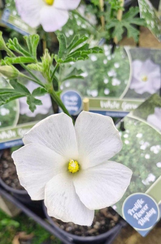 Close-up of a vibrant Alyogyne 'White Gem' Native Hibiscus blossom, showcasing its brilliant yellow center amidst lush green foliage, with plant information tags subtly present in the background.