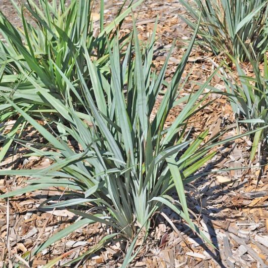 Dianella 'Blue Stream™' 6