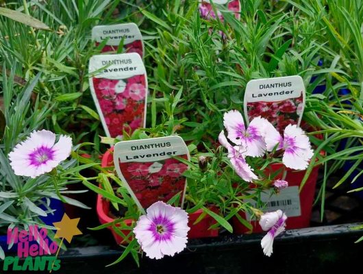 Displayed at a plant nursery are Dianthus 'Lavender' plants in 4" pots, featuring pink and white flowers and accompanied by labeled tags.