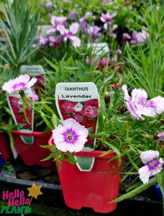 Dianthus 'Lavender' plants, showcasing vibrant purple and white flowers, are elegantly presented in striking red 4" pots.