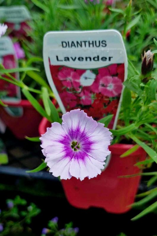 A close-up view of a pink and purple Dianthus 'Lavender' flower in a vibrant red 4" pot, with lush green leaves visible in the background.