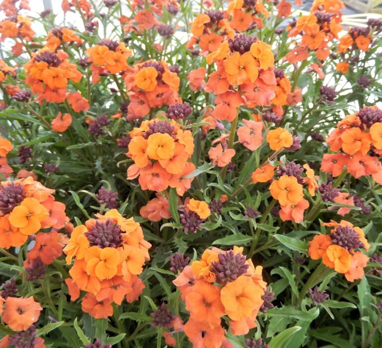 Erysimum 'Apricot Twist' Wallflower 6