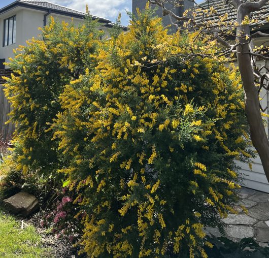 A large shrub with abundant yellow flowers is in front of a house with a grey roof. Some garden plants, including a 6" pot of Strelitzia 'Giant Bird of Paradise', and a pathway are visible in the foreground.