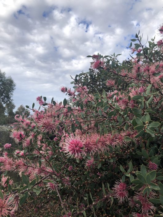 A Hakea 'Burrendong Beauty' 6" Pot with numerous pink and spiky flowers blooms under a cloudy sky, ready to thrive.