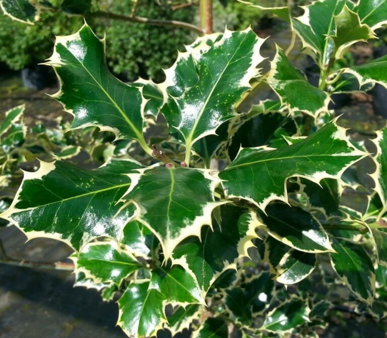 Ilex 'Silver Queen' Holly 8