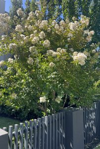 A flowering tree with white blossoms stands behind a dark gray fence, displaying lush green leaves under a clear blue sky. Nearby, a Strelitzia 'Giant Bird of Paradise' in a 6" pot enhances the vibrant scene with tropical flair.